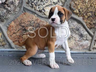 flashy fawn female Boxer puppy Rose