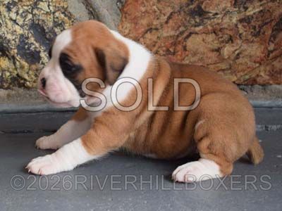 flashy fawn female Boxer puppy Ruby