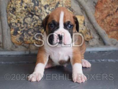 flashy fawn male Boxer puppy Stanley