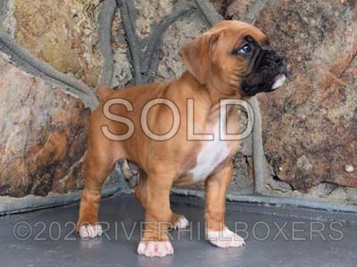 classic fawn male Boxer puppy Hank
