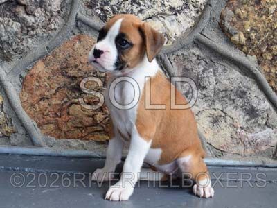 flashy fawn female Boxer puppy Rose