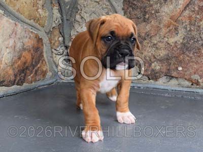 classic fawn male Boxer puppy Hank