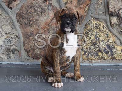 classic brindle female Boxer puppy Sage