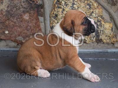 flashy fawn male Boxer puppy Stanley