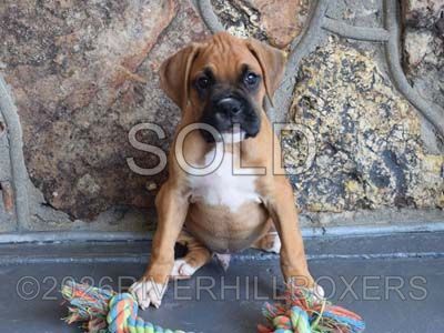 classic fawn male Boxer puppy Remmington
