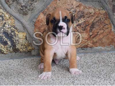 flashy fawn male Boxer puppy Bruno