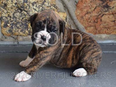 flashy brindle female Boxer puppy Zara