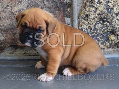 classic fawn male Boxer puppy Hank