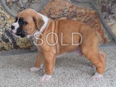 flashy fawn male Boxer puppy Bruno