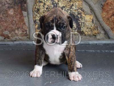 flashy brindle female Boxer puppy Zara