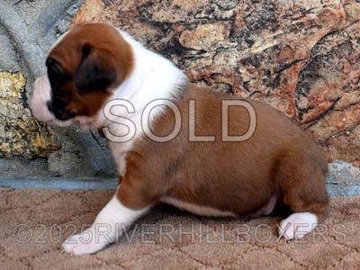 Flashy Mahogany Fawn Male Boxer puppy Lucky