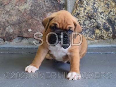 classic fawn male Boxer puppy Hank