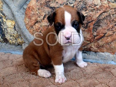 Flashy Mahogany Fawn Male Boxer puppy Lucky