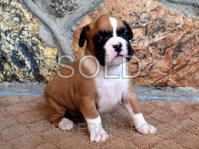 Flashy Fawn Female Boxer puppy Maggie