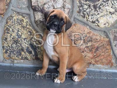 classic fawn male Boxer puppy Titan