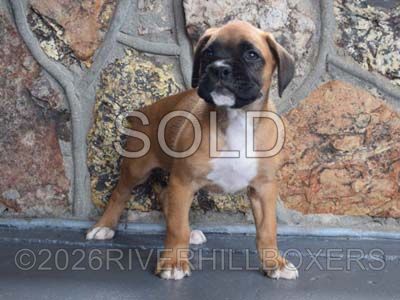 classic fawn male Boxer puppy Titan