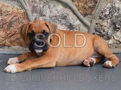 classic fawn male Boxer puppy Remmington