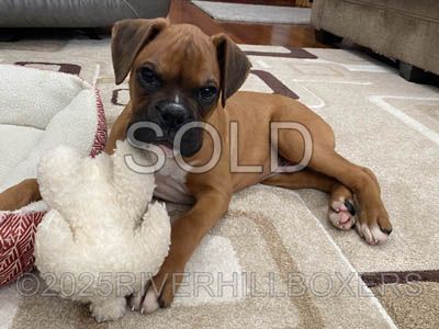 Classic Fawn Male Boxer puppy Charlie
