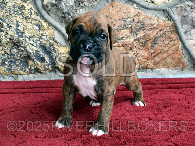 male Boxer puppy Buddy